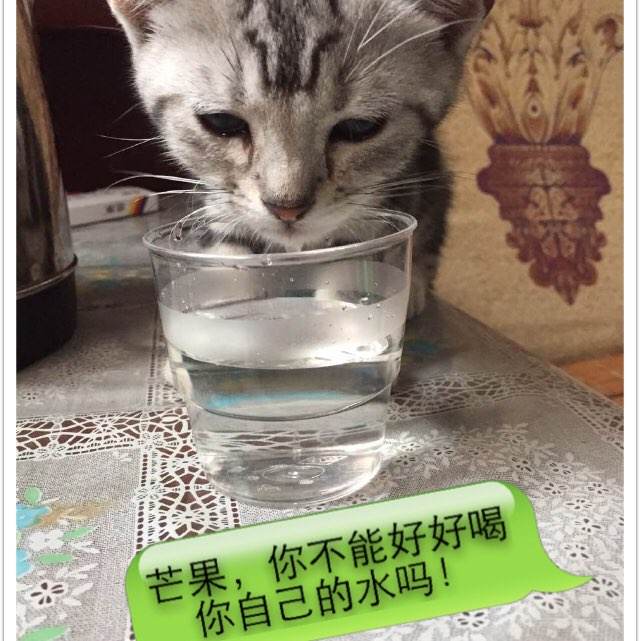 办假的彼德伯勒地区学院文凭毕业证